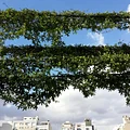 Epífita Arquitectura & Paisaje