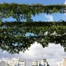 Epífita Arquitectura & Paisaje