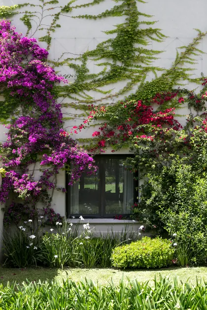 Patio con buganvillas púrpuras, muros blancos y ventanal negro moderno — proyecto La Chacra , por Estudio Du