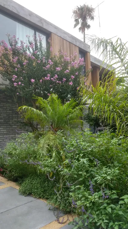 Fachada moderna con madera, concreto y vegetación exuberante — proyecto Ladislao_EA, por Eugenia Anaya -estudio de paisajismo-, en B1641 Acassuso