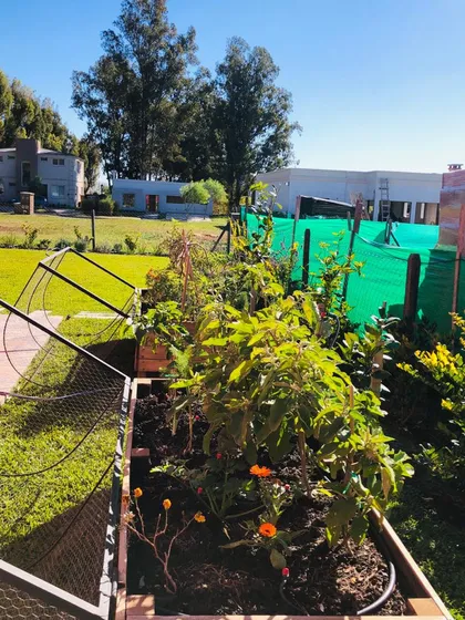 Huerta casera con tomates y plantas en cajones de madera — proyecto Proyecto Santa Elena, por Celina Sammartino Paisajismo, en Pilar