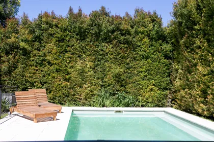 Piscina rectangular rodeada de deck de madera y exuberante seto verde — proyecto Ayres Plaza, por ATO Arquitectos, en Ayres Plaza