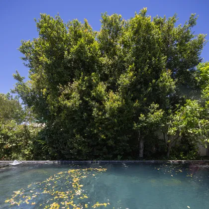 Jardín exuberante con piscina y deck de madera — proyecto CASA OrBa, por Alfredo Orfila arquitectura, en San Isidro