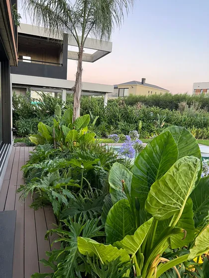 Terraza moderna con vegetación tropical exuberante y deck de madera — proyecto CAN., por Baires Green, en Canning