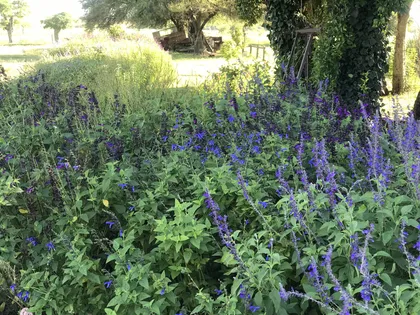 jardín rústico con flores moradas y sendero de piedra — proyecto Proyecto Santa Maria, por Estudio Arruabarrena, en Rincón de Milberg
