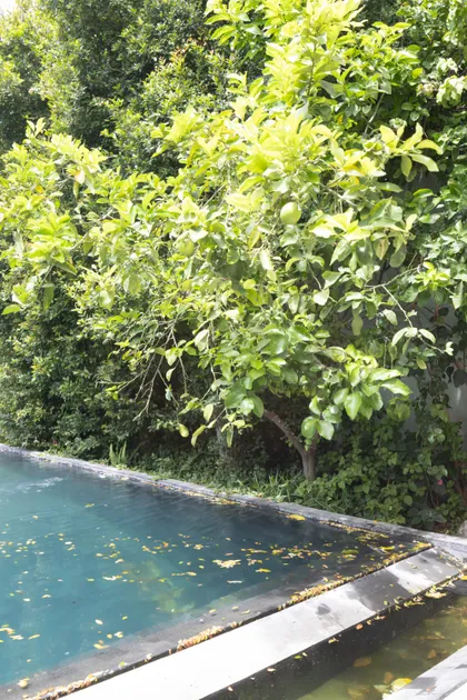 Piscina moderna rodeada de vegetación exuberante — proyecto CASA OrBa, por Alfredo Orfila arquitectura, en San Isidro