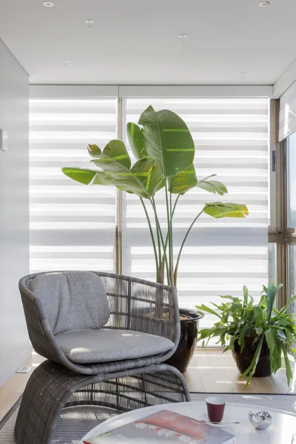 Sala moderna con plantas tropicales y sillón de mimbre — proyecto Piso en Belgrano, por Gutman+Lehrer Arquitectas, en Belgrano
