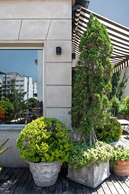 Terraza moderna con jardin vertical, pergola y plantas en macetas — proyecto Estudio Cerviño, por Estudio Du , en Palermo