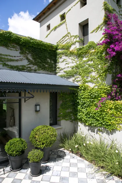 Patio moderno con enredaderas, bougainvillea magenta y plantas topiarias — proyecto La Chacra , por Estudio Du