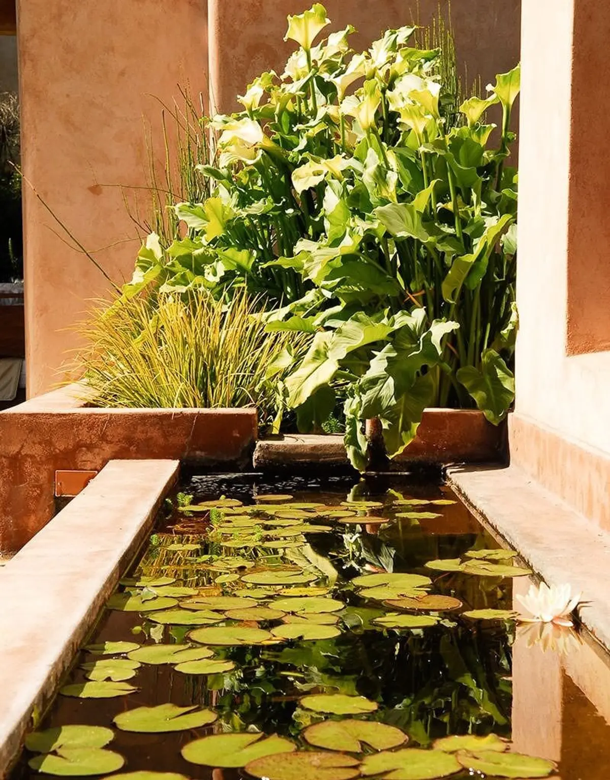 Pátio com piscina e vegetação exuberante estilo mediterrâneo — projeto Paisajismo Agua, por Ricardo Pereyra Iraola