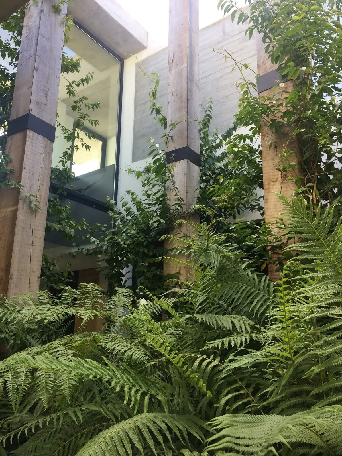 Postes de madera, hormigón y helechos en patio moderno — proyecto Hormigón, Madera y Vidrio, por Ricardo Pereyra Iraola 