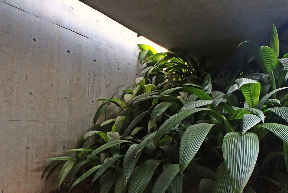 Pasillo con plantas verticales bajo luz artificial lateral — proyecto Residência CM, por Gil Fialho