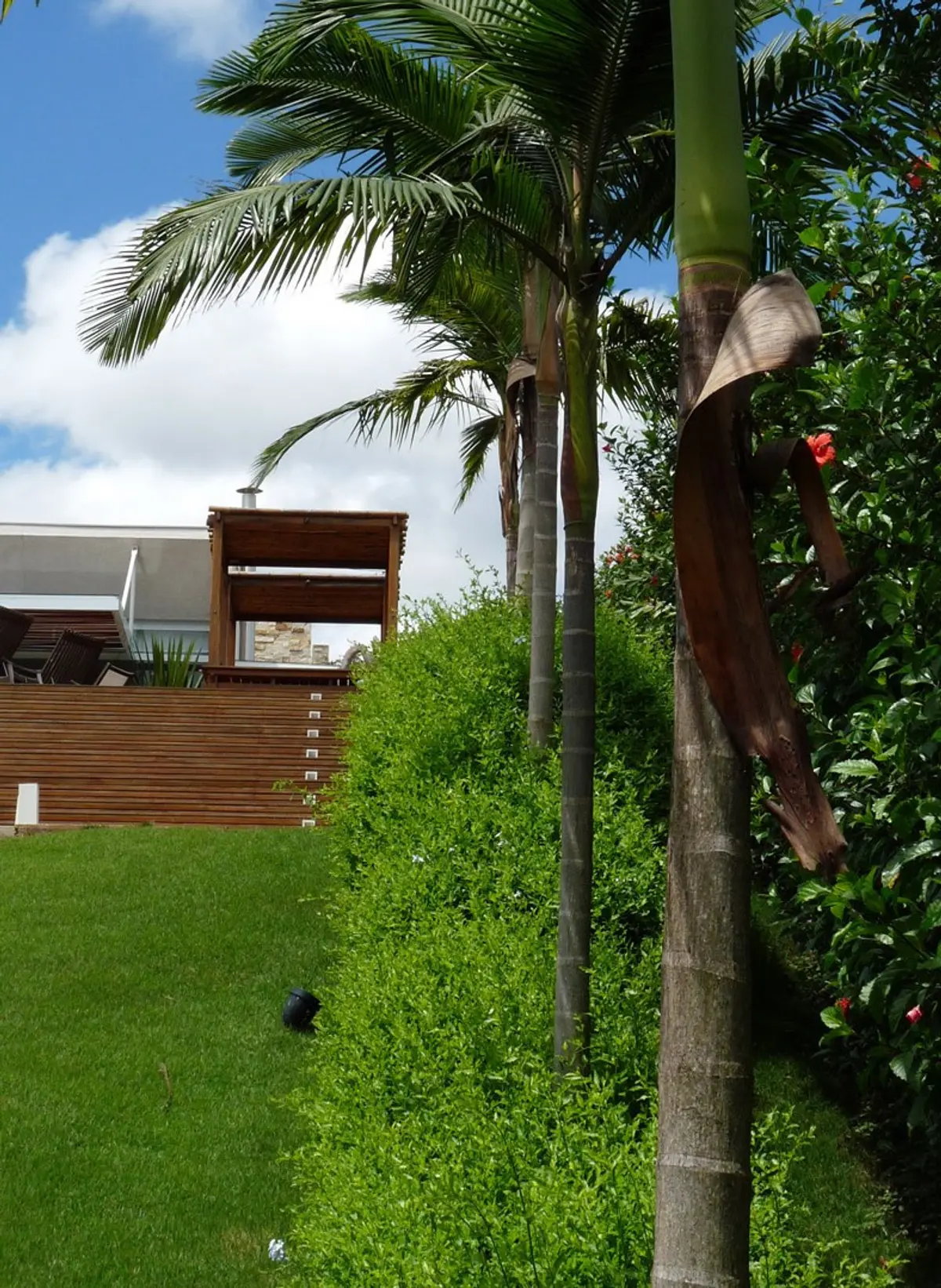 Patio moderno con palmera, césped verde y construcción de madera al fondo — proyecto Residência NK, por Gil Fialho