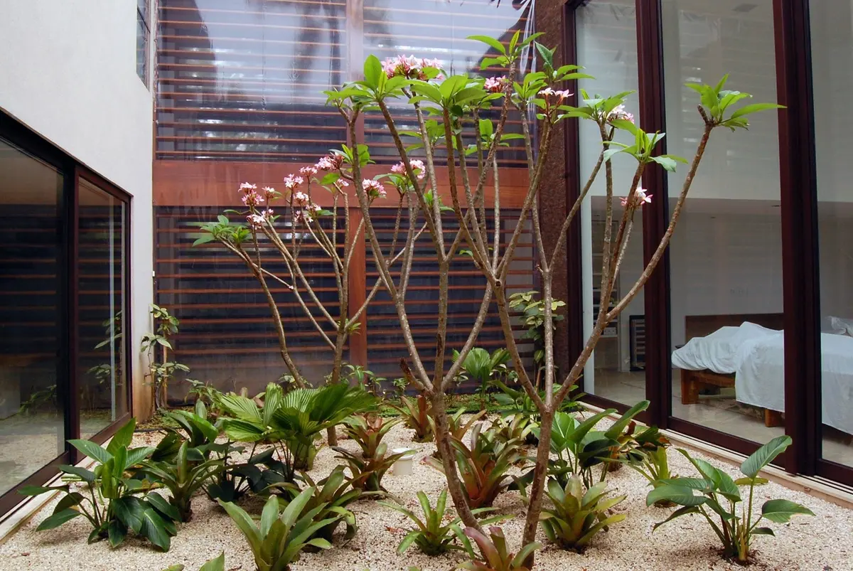 Patio interior con plantas y árboles pequeños frente a ventanal — proyecto West Whales, por Gil Fialho