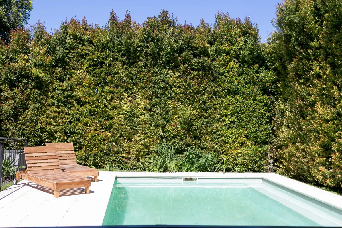 Piscina rectangular rodeada de deck de madera y exuberante seto verde — proyecto Ayres Plaza, por ATO Arquitectos, en Ayres Plaza