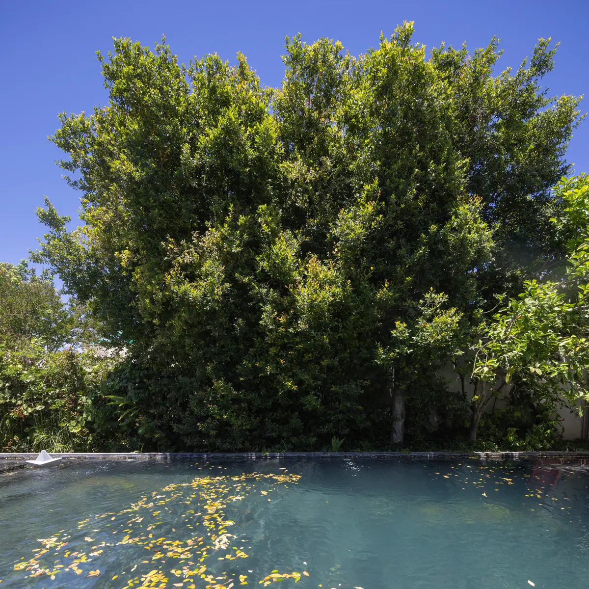 Jardín exuberante con piscina y deck de madera — proyecto CASA OrBa, por Alfredo Orfila arquitectura, en San Isidro
