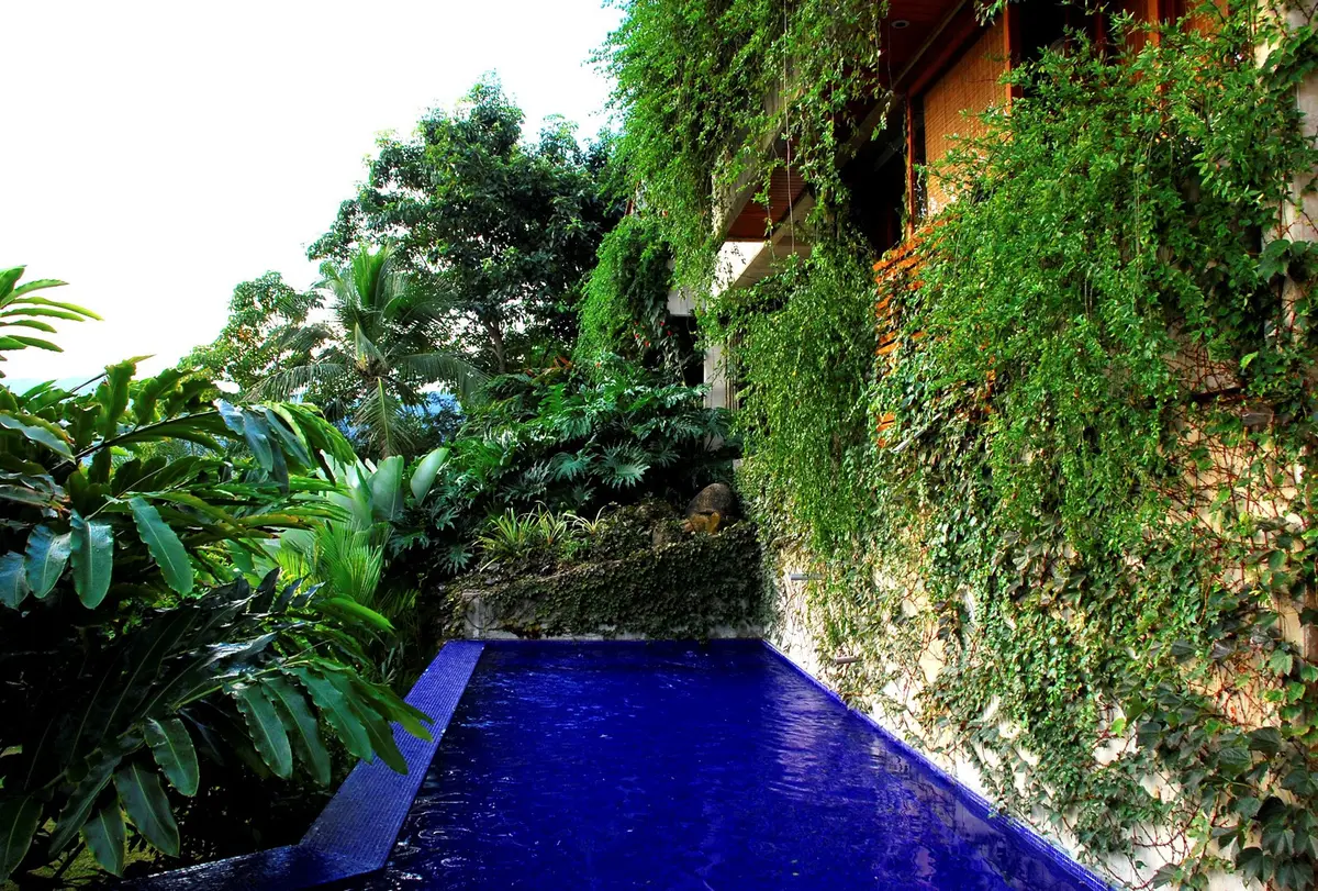 Patio con pileta azul rodeado de enredaderas y vegetacion exuberante — proyecto Residência TH, por Gil Fialho