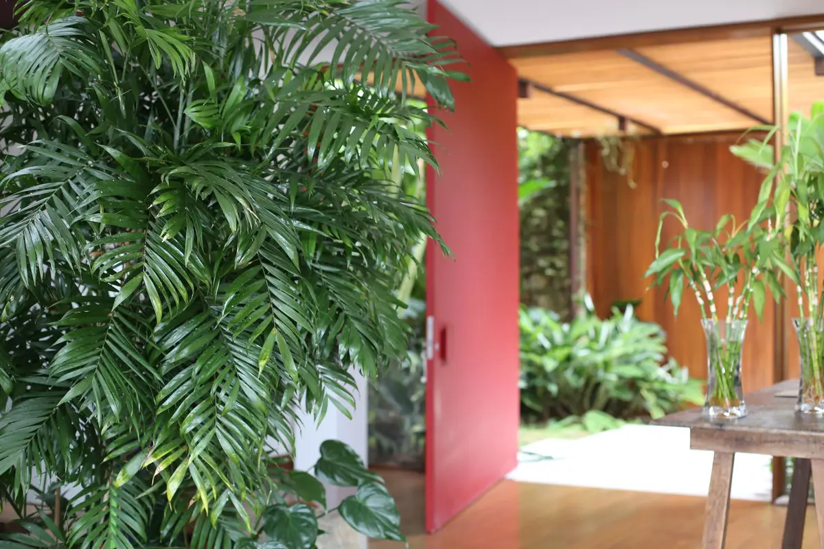 Patio jardín con pergola madera, pared terracota y vegetación exuberante — proyecto Residência MP, por Gil Fialho