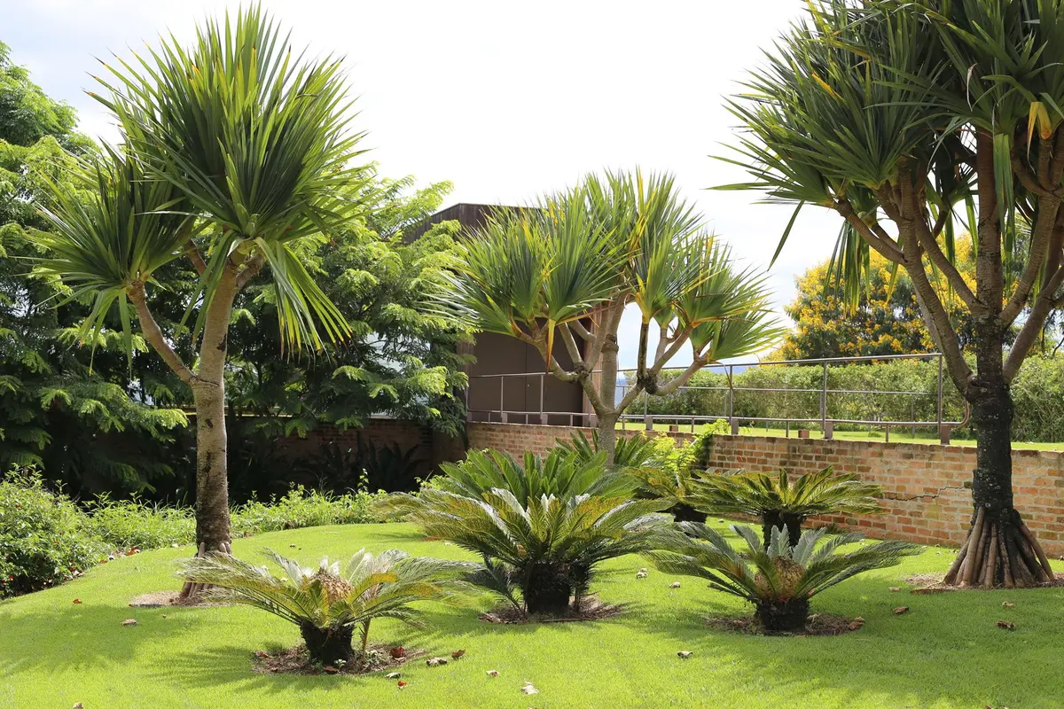 Jardín con palmeras ornamentales y construcción de ladrillo al fondo — proyecto Residência MP, por Gil Fialho