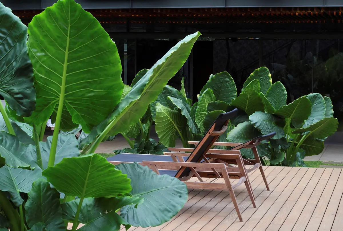 Terraza de madera con plantas grandes y sillas de diseño minimalista — proyecto Residência MC, por Gil Fialho