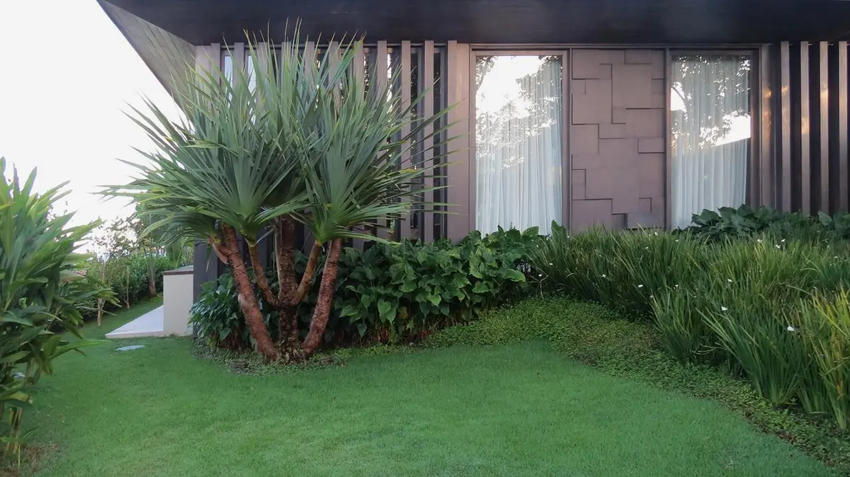Patio con césped, palmeras y plantas junto a casa moderna — proyecto Trancoso II, por Gil Fialho