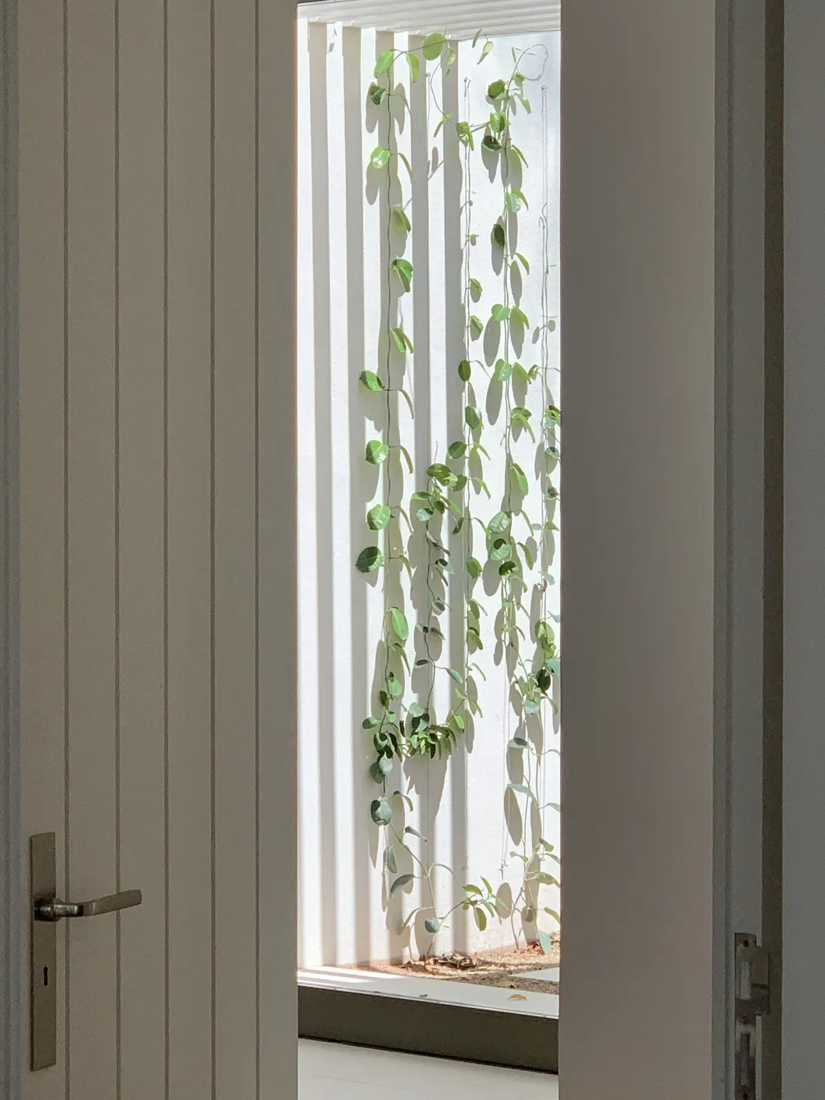 Fachada moderna con vegetación colgante y persianas de madera — proyecto CASA BECCAR, por Estudio Xime Fontan Balestra, en Béccar