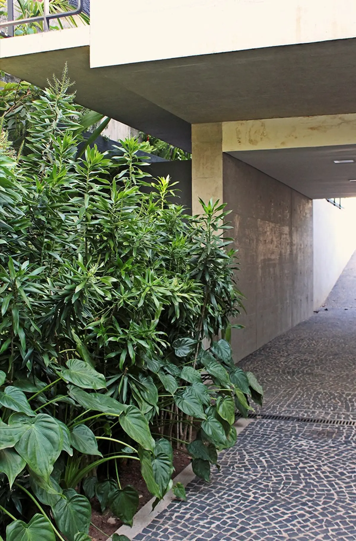 Pasillo cubierto con plantas y piso de piedra bajo estructura hormigón — proyecto Residência CM, por Gil Fialho