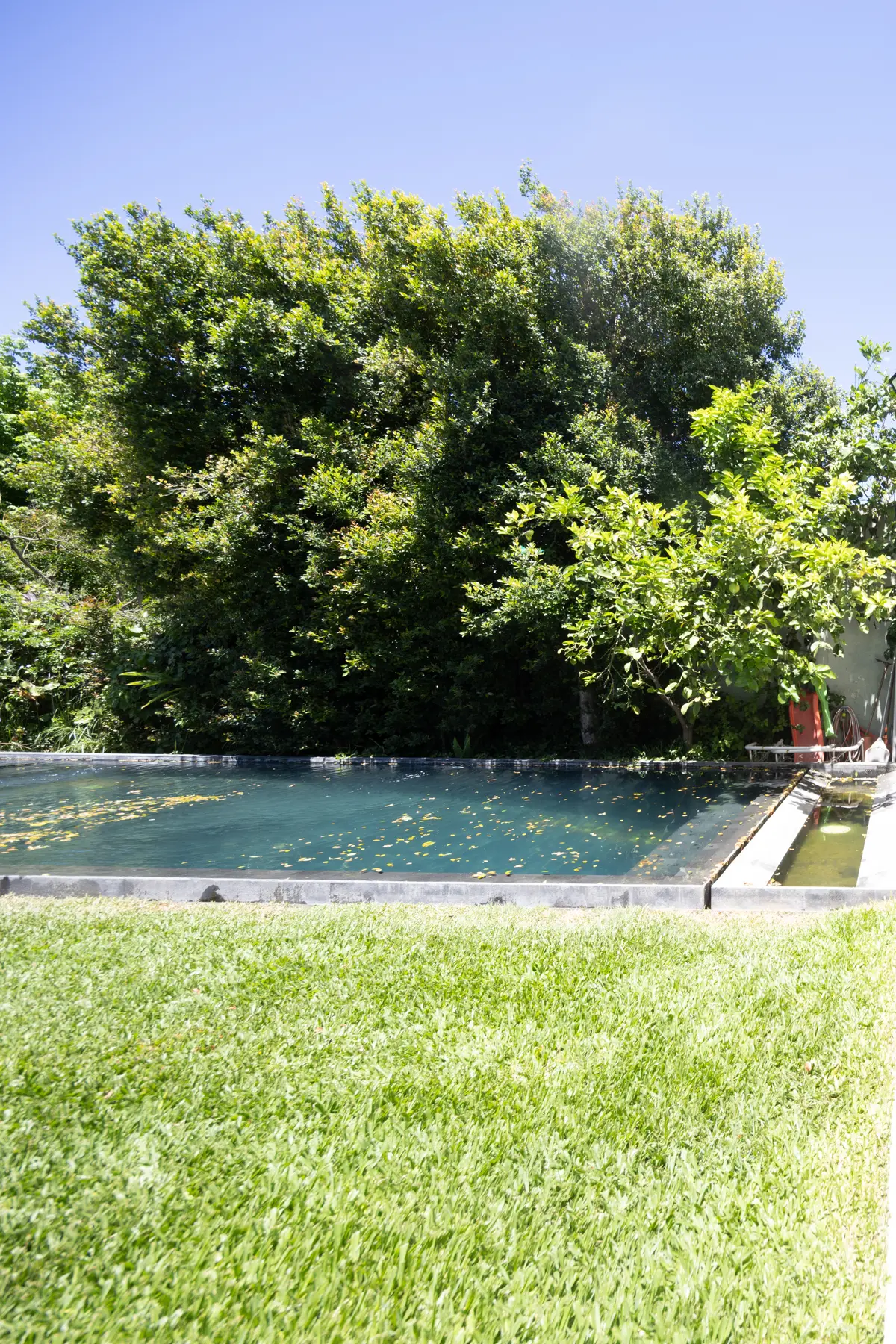 Piscina y césped rodeados de árboles frondosos — proyecto CASA OrBa, por Alfredo Orfila arquitectura, en San Isidro
