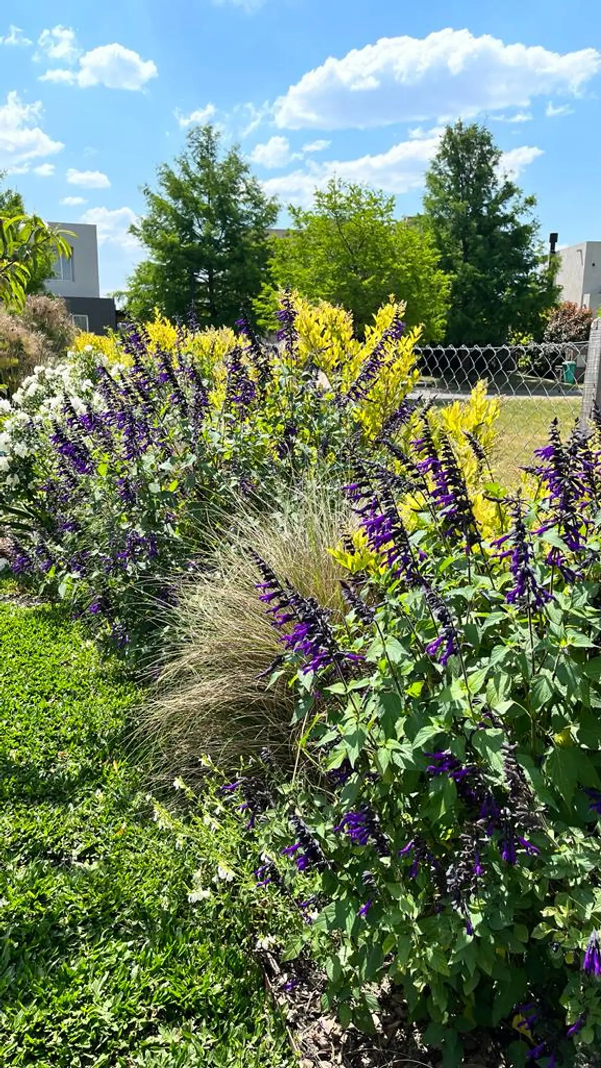 Jardín moderno con flores púrpuras y arbustos amarillos — proyecto Proyecto AP, por Celina Sammartino Paisajismo, en Pilar
