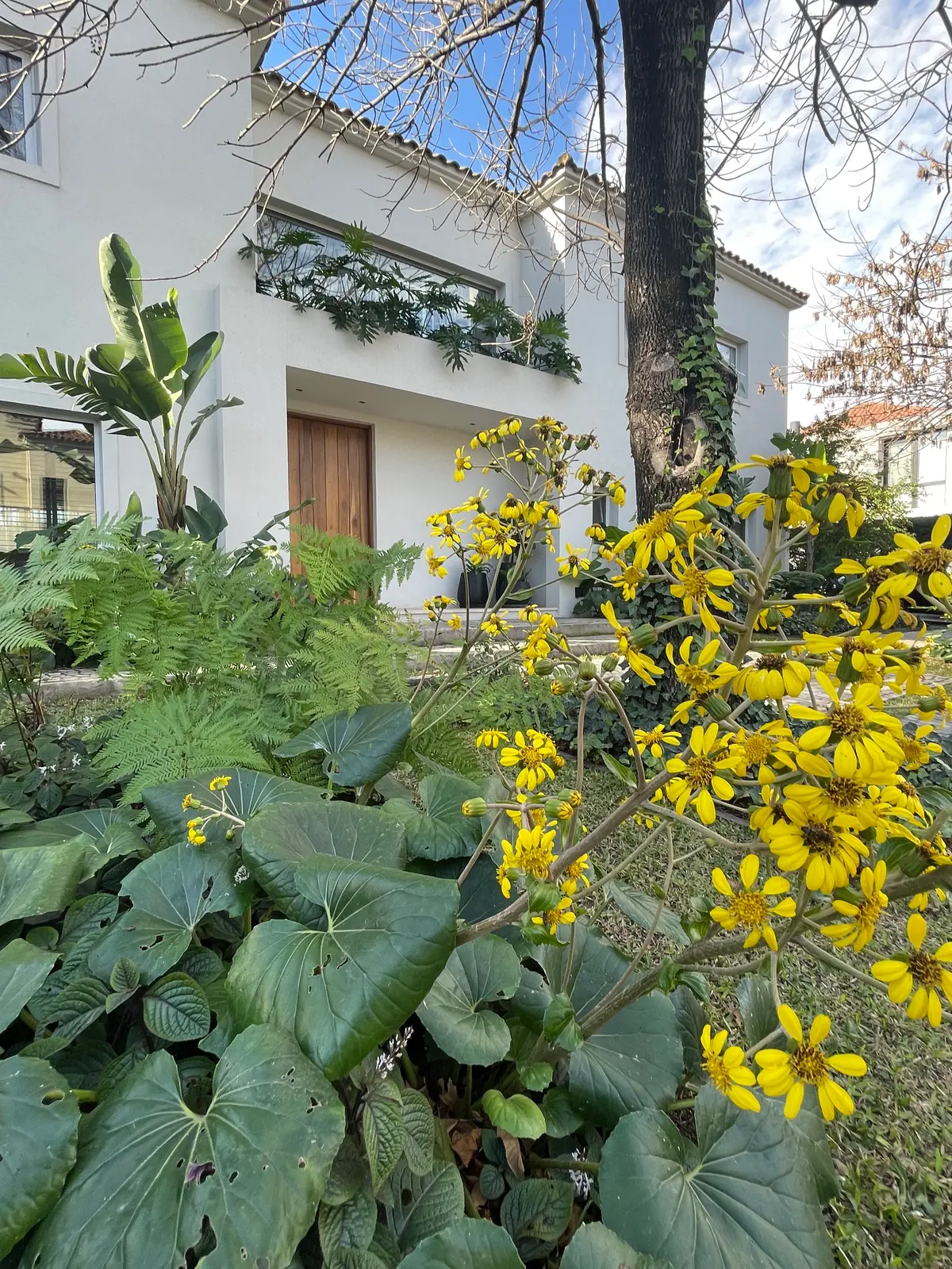 Fachada moderna con vegetación exuberante y árbol integrado — proyecto Ayres LG, por Baires Green, en San Isidro