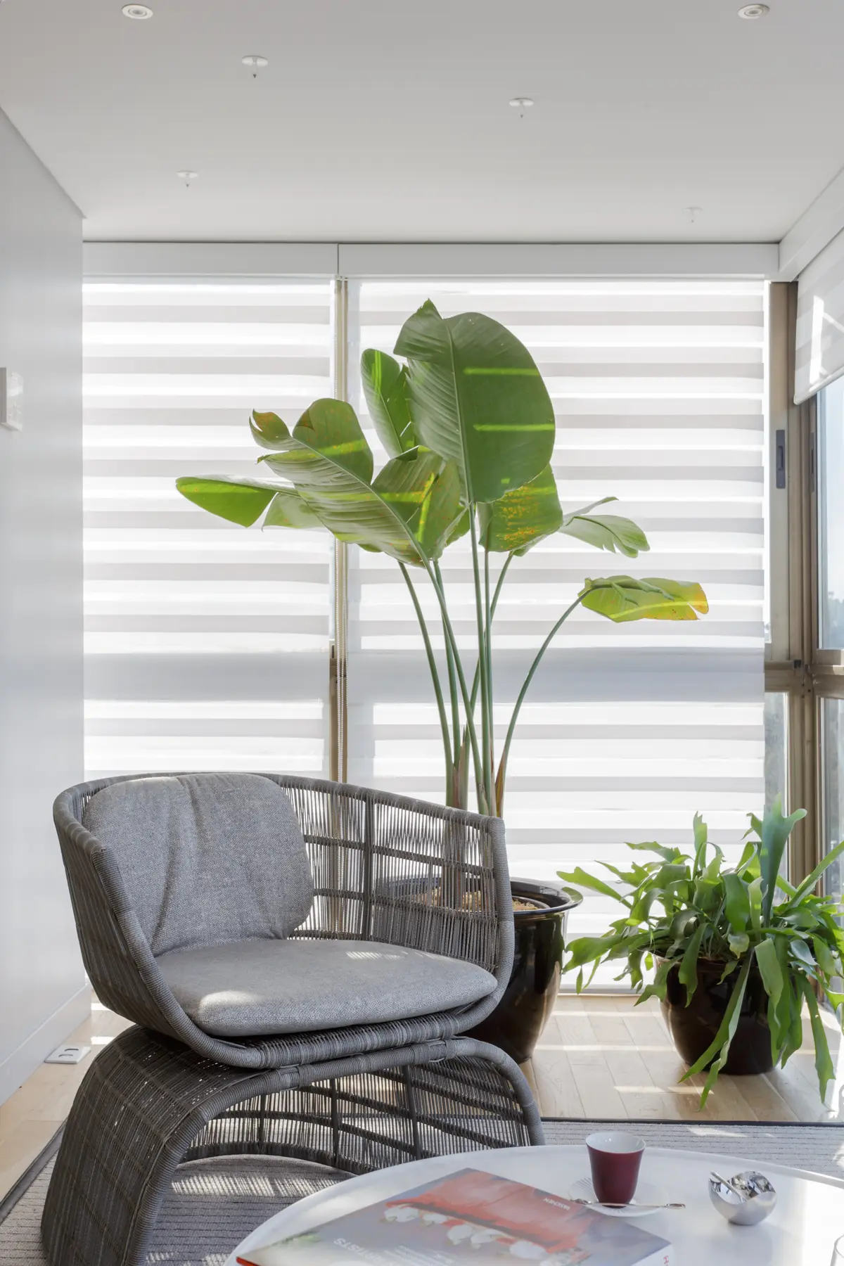 Sala moderna com plantas tropicais e poltrona de vime — projeto Piso en Belgrano, por Gutman+Lehrer Arquitectas, em Belgrano