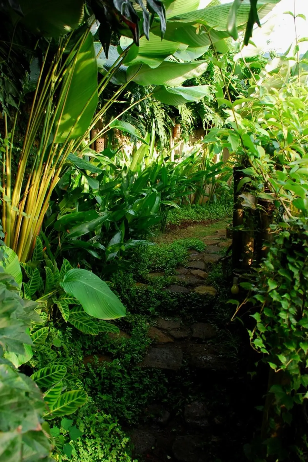 Sendero angosto entre vegetacion densa y plantas tropicales verdes — proyecto Residência TH, por Gil Fialho