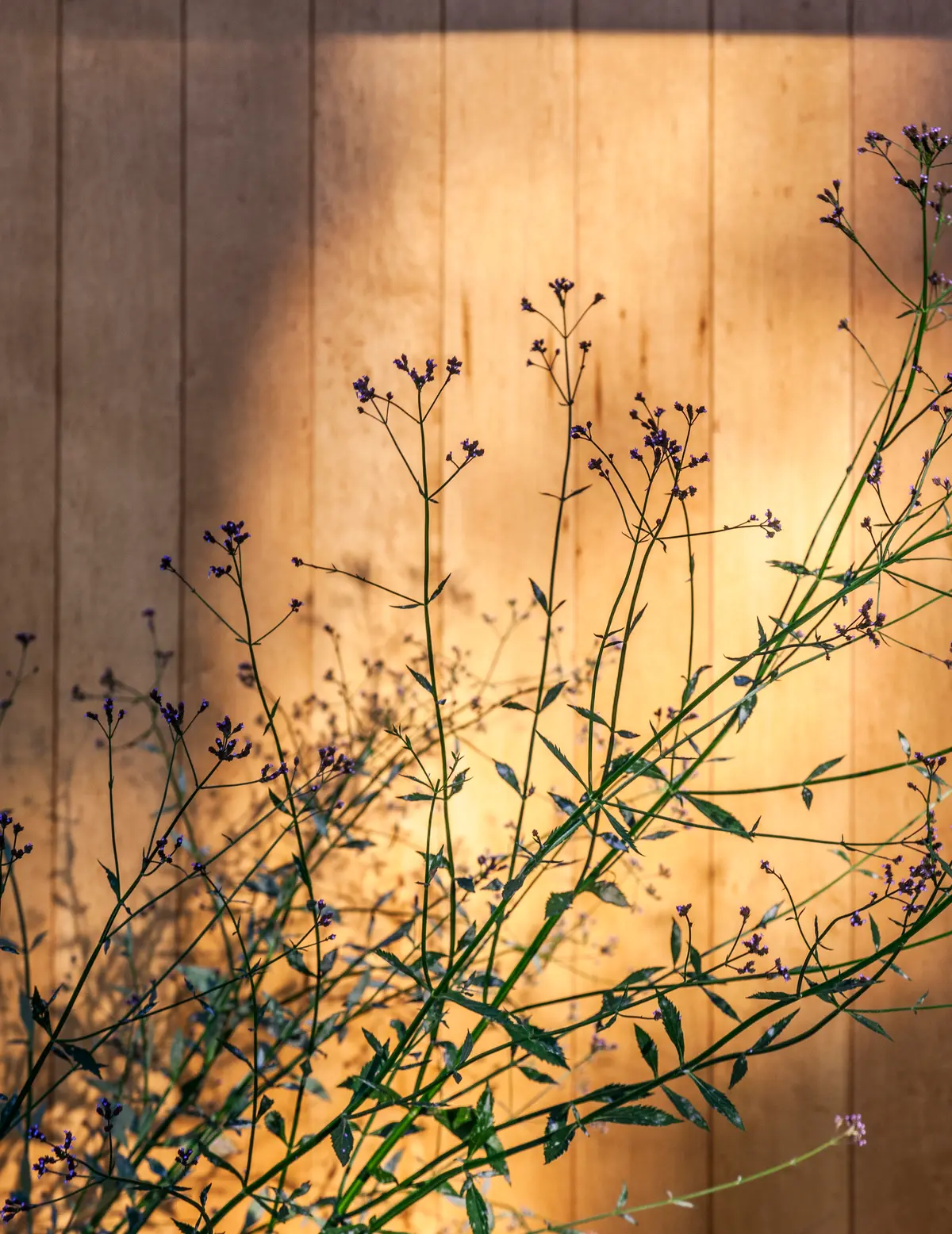 plantas com sombras em parede de madeira — projeto Casa ALVA, por V2 Arquitectos, em City Bell