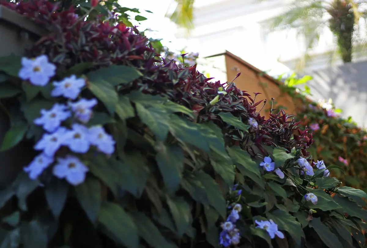 Detalle de jardin vertical con flores azules y follaje bordo oscuro — proyecto Residência JB, por Gil Fialho