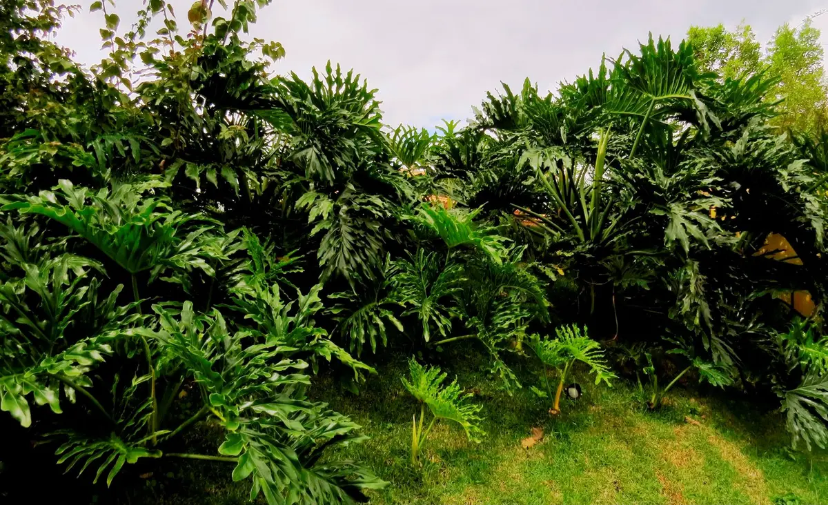 Jardín con palmeras y vegetación exuberante en pendiente — proyecto Residência VL, por Gil Fialho