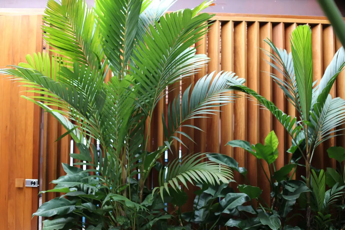 Plantas tropicales frente a muro de madera con persianas — proyecto Residência MP, por Gil Fialho