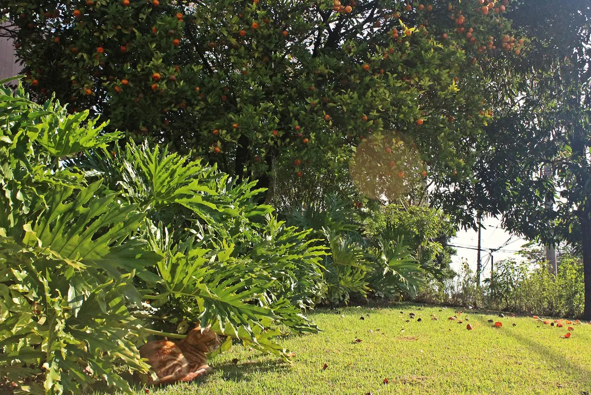 Jardín con árboles grandes, césped verde y vegetación exuberante — proyecto Residência CM, por Gil Fialho