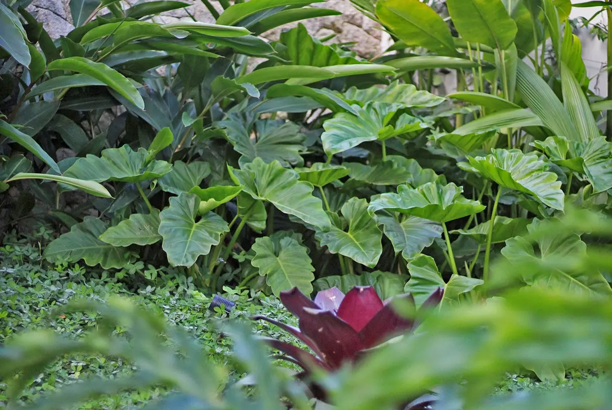 Jardín con plantas abundantes y flor bordo entre maleza natural — proyecto Residência JB, por Gil Fialho